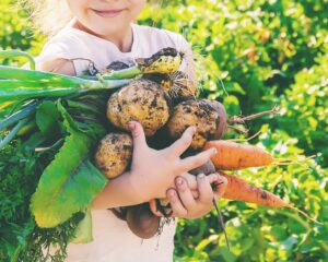 A person hold carrots and potatoes in a farm