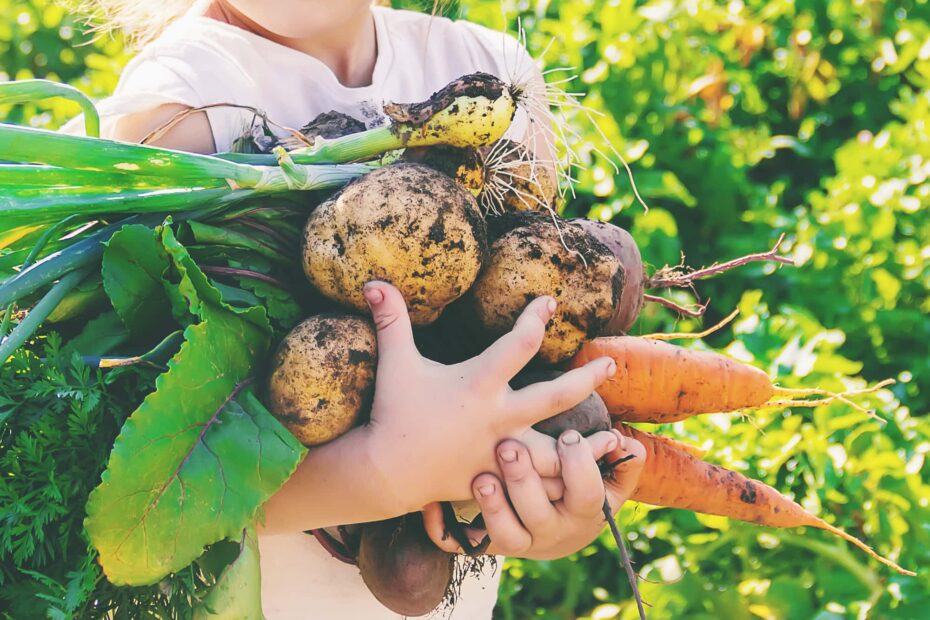 A person hold carrots and potatoes in a farm